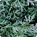 Artemisia 'Powis Castle'