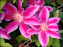 Clematis