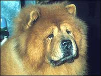 Chow dog