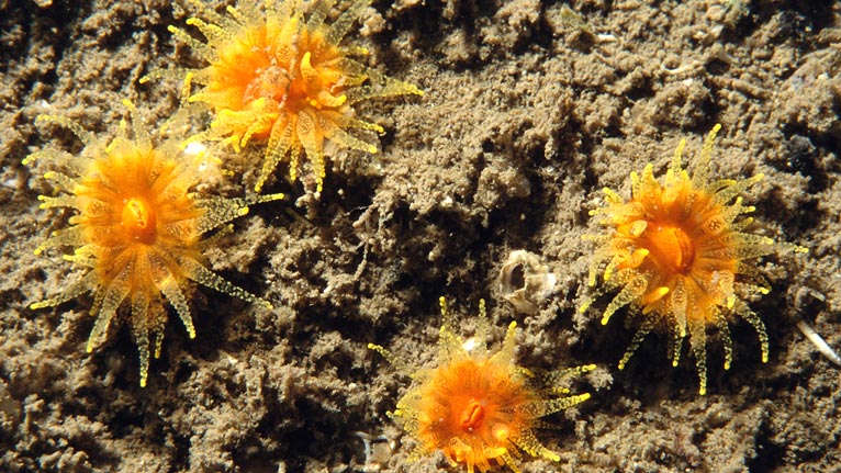 Red and golden coral cups by Jonh Archer Thompson