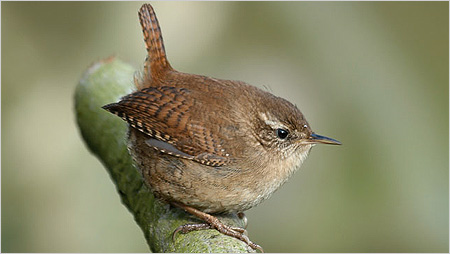 Wren c/o northeastwildlife.co.uk