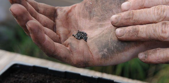 seed in hand