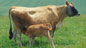 cow with calf