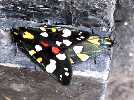 This pair of butterflies were seen today on the Kennett and Avon Canal at Padworth by John Swift. Can anyone identify them? 