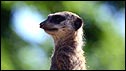 meerkat_bbc_126.jpg