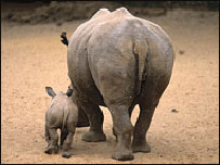 Two rhinos