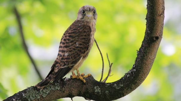 Cameron Livingstone captured this young kestrel near his home in the Ochil hills.