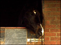 Horse in stable