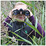 Bird watcher c/o WWT