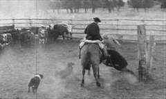 Welsh Gaucho at work in the 1960's