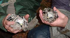 Sparrowhawk hatchlings