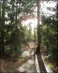 Trees at Look Out, Bracknell