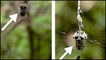 Aranha (à esq.) e seu 'clone' (à dir.) (Foto: I-Min Tso/Divulgação)
