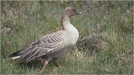 Pink footed Goose c/o RSPB Images and Mike Langman