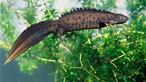 Great crested newt