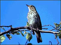 Thrush c/o RSPB