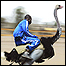 شترمرغ سوار