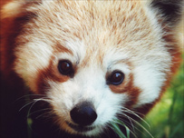 Red Panda at Newquay Zoo