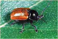 Hazel Pot Beetle