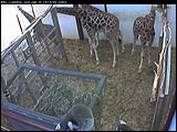 Lemurs and giraffes captured on the webcam