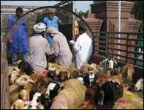  بکرے 