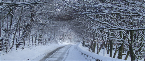 Tunnel of trees in Birchover