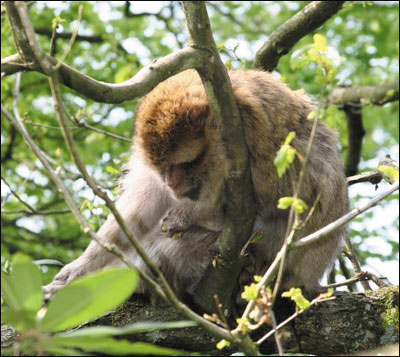 A monkey looking at leaves in a tree.