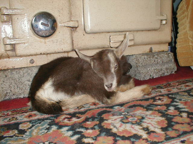 drowsy kid