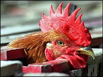 A chicken