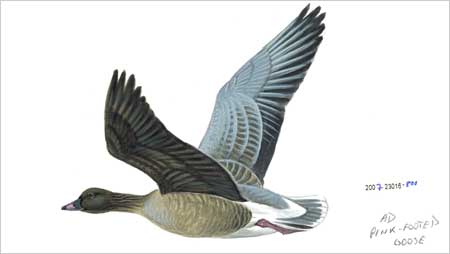 Pink footed Goose c/o RSPB Images and Mike Langman