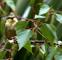 Photo thanks to WTPL/UKPN/Margaret Barton