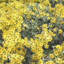 Brachyglottis
