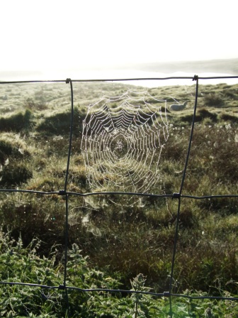 morning dew spider web, borve, benbecula