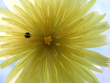 Dandelion close up