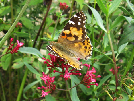 Painted Lady in Annette Barsby's garden in Dymchurch.
