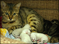 Bengal cat and her super-sized brood