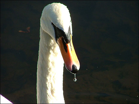 A drop of water on a swan's beak