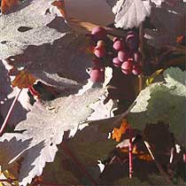 Ornamental vine