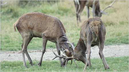 Rutting deer