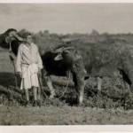 Wallah with water buffalo