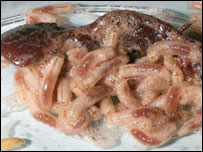 larvas de mosca