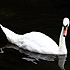 Swan