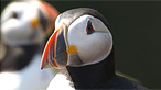 Puffin by Jon Hailsham