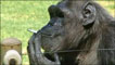 Charlie, o chimpanzé fumante
