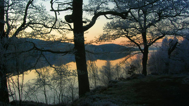 forest scene beside loch (pic courtesy of Bev Tromp)