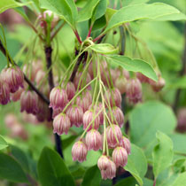 Enkianthus campanulatus