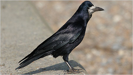 Rook c/o Margaret Holland