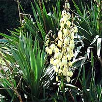 Spanish dagger