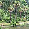 Trachycarpus fortunei
