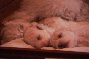 Francesca begs for a new pet